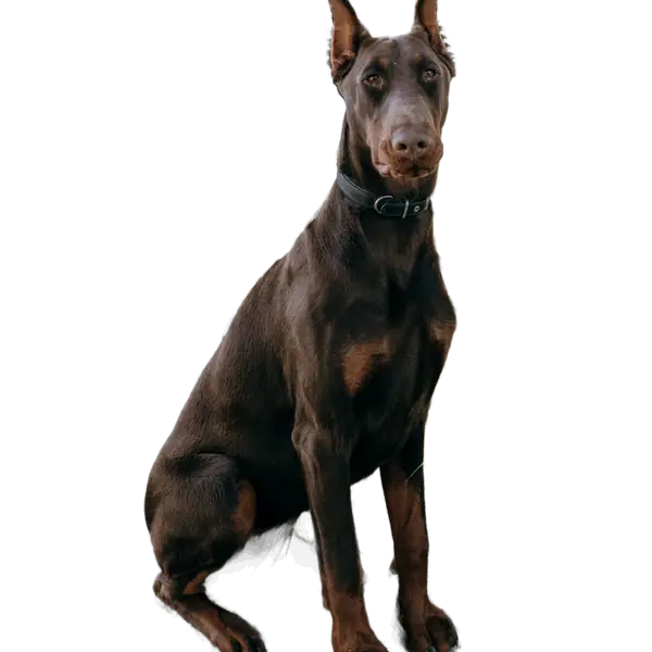 Doberman dog sitting on grass in a park with the background removed
