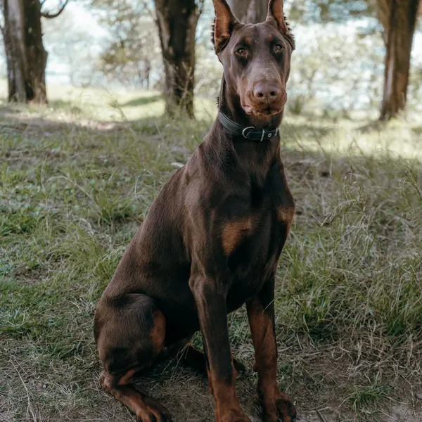 Original photo: Doberman dog sitting on grass in a park