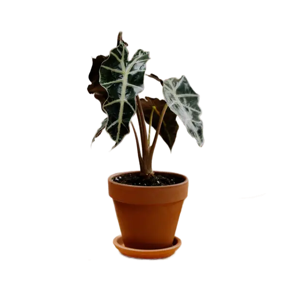 Potted Alocasia plant on a wooden side table with the background removed