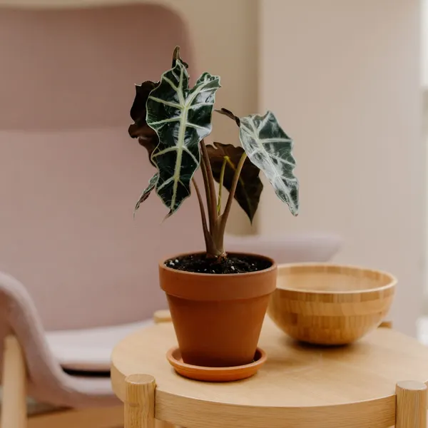 Original photo: potted Alocasia plant on a wooden side table