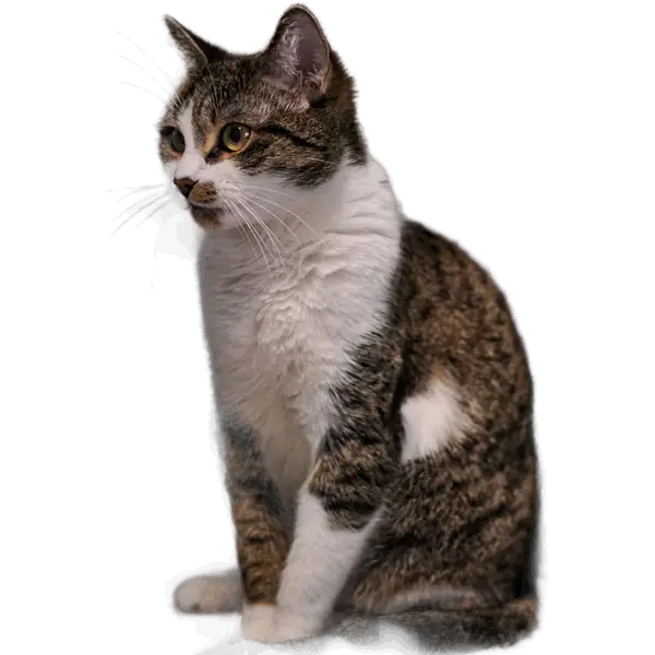 Tabby cat sitting on a grey sofa with the background removed