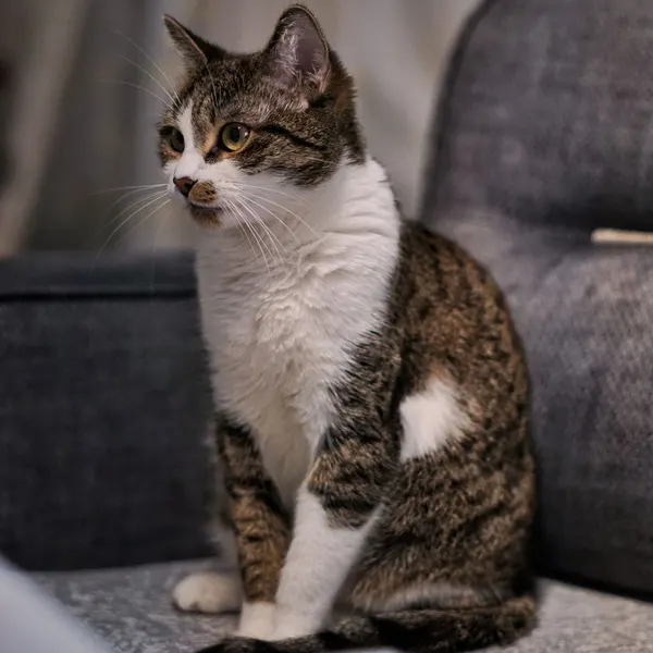 Original photo: tabby cat sitting on a grey sofa